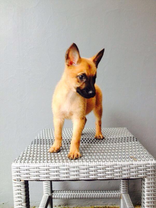 Dijual Anakan Malinois Jantan dan Betina.. Mantaapp gan.. Murmerr ajaa
