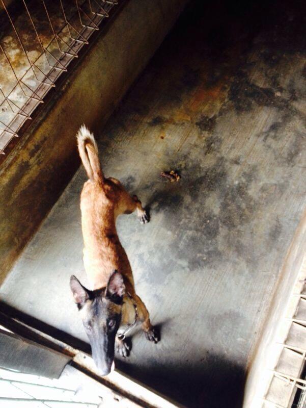 Dijual Anakan Malinois Jantan dan Betina.. Mantaapp gan.. Murmerr ajaa