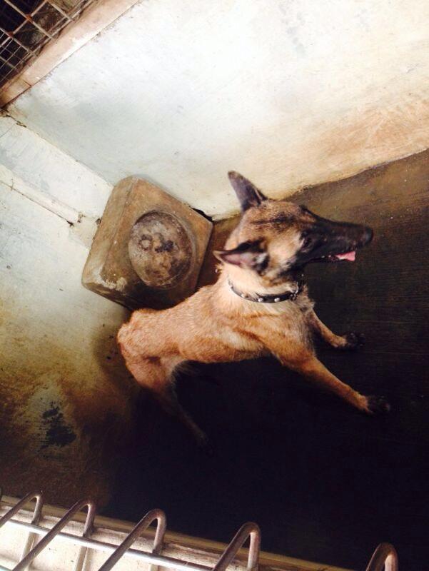 Dijual Anakan Malinois Jantan dan Betina.. Mantaapp gan.. Murmerr ajaa