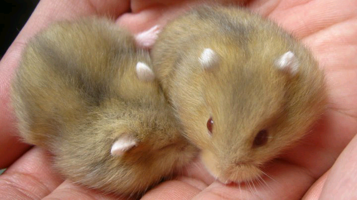 Hamster Cikarang Hybrid Blue Argente