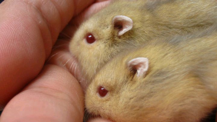 Hamster Cikarang Hybrid Blue Argente
