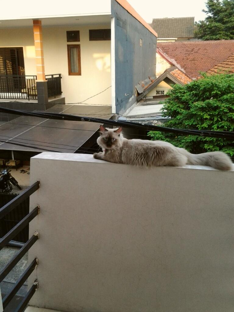 kucing persia kitten betina peaknose