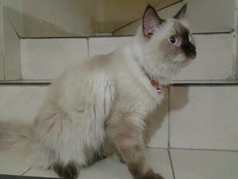 kucing persia kitten betina peaknose