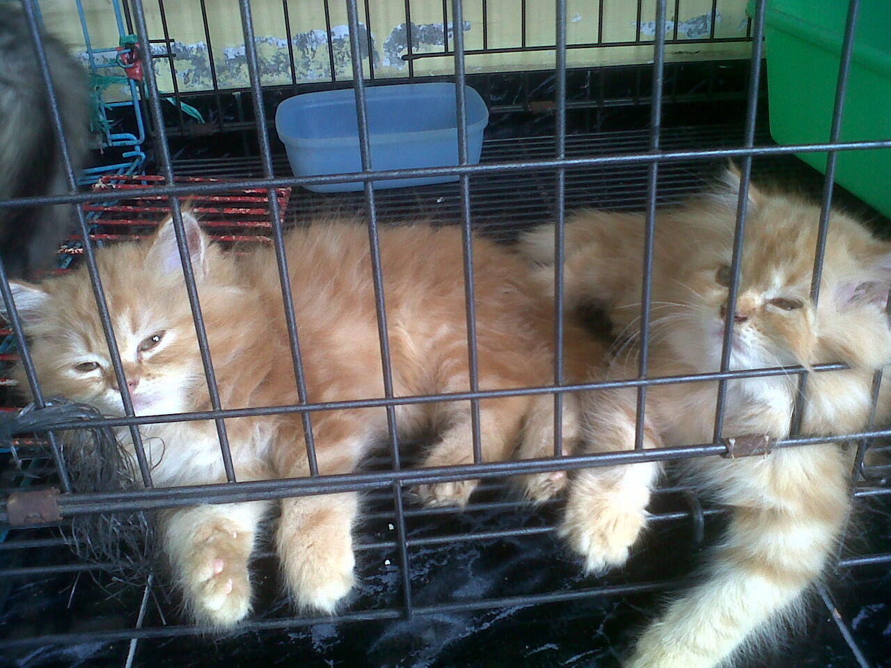 kitten persia FOR ADOPT!!!!