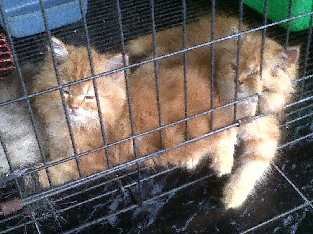 kitten persia FOR ADOPT!!!!