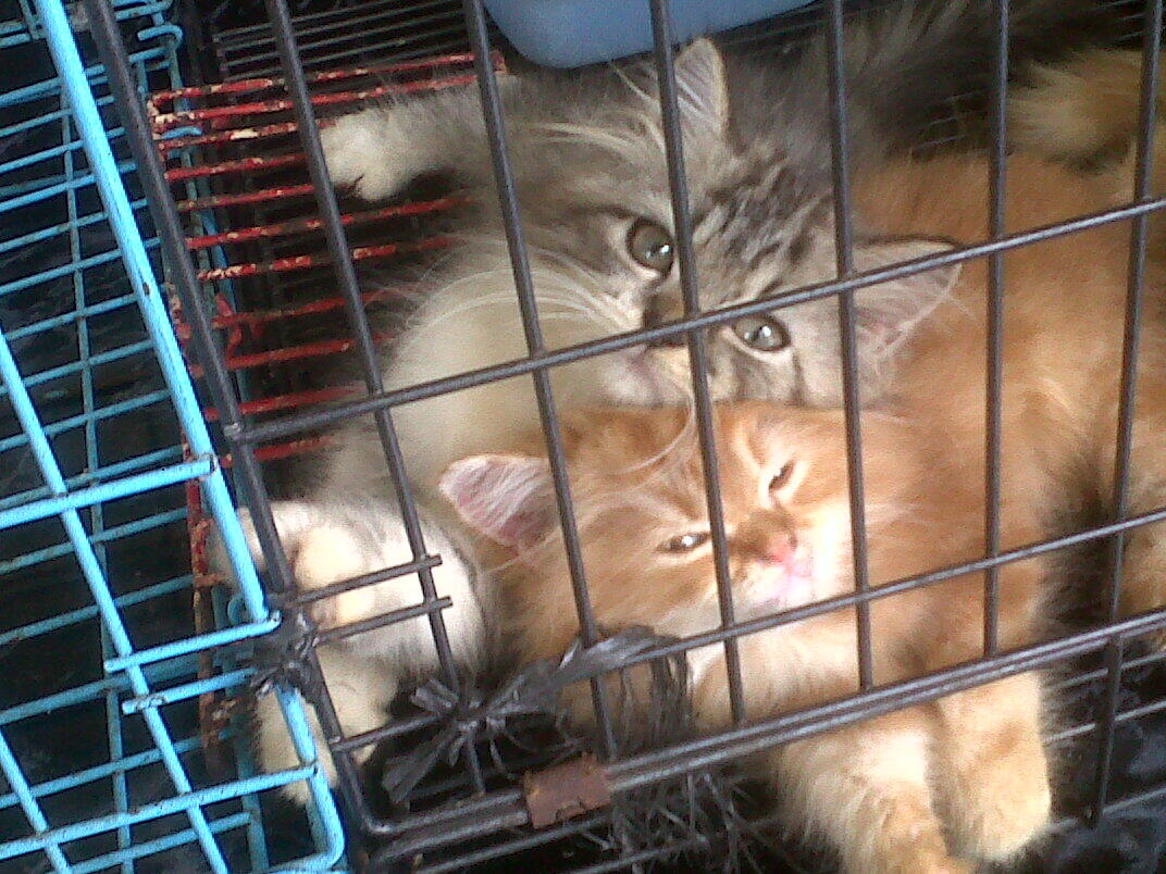 kitten persia FOR ADOPT!!!!