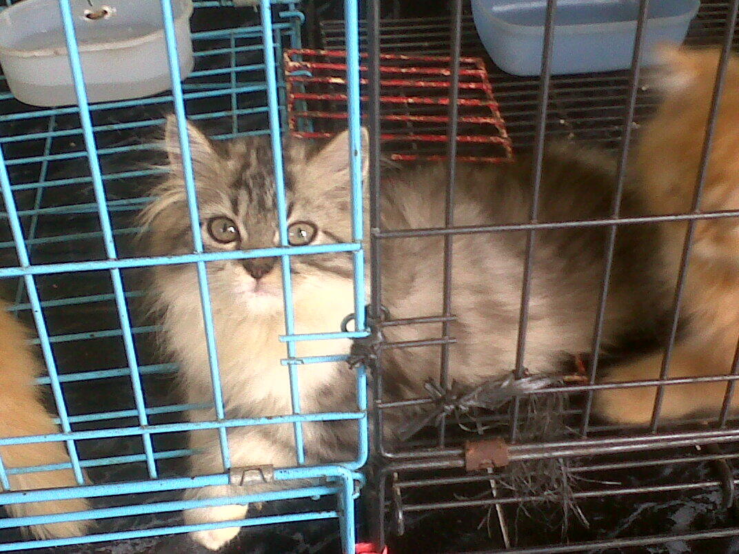 kitten persia FOR ADOPT!!!!