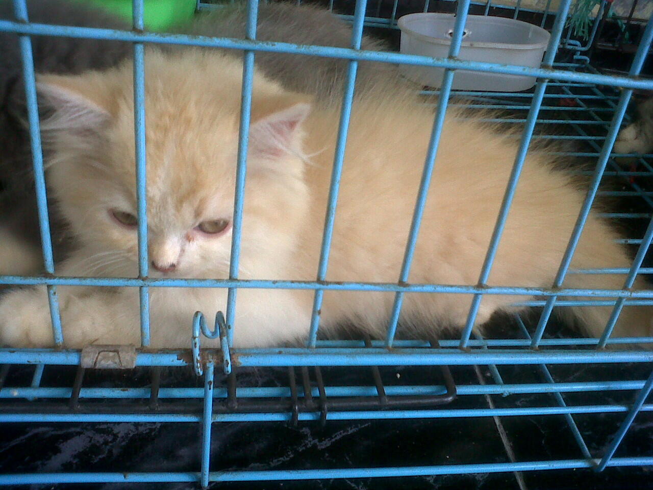 kitten persia FOR ADOPT!!!!