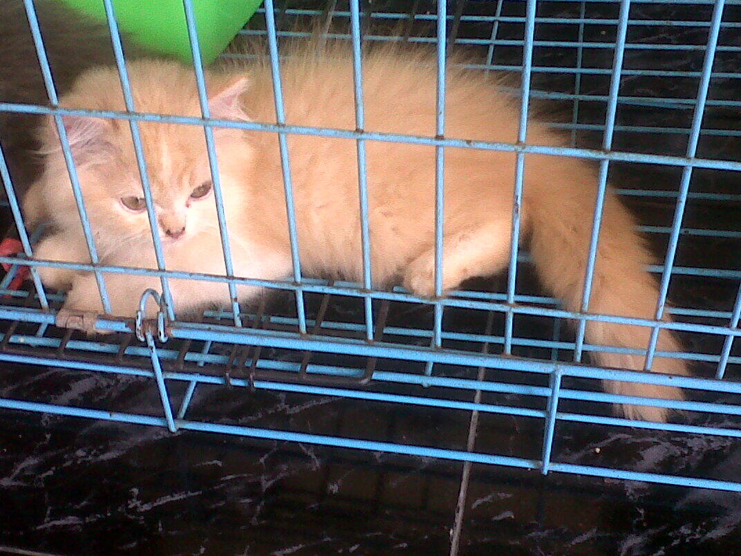 kitten persia FOR ADOPT!!!!