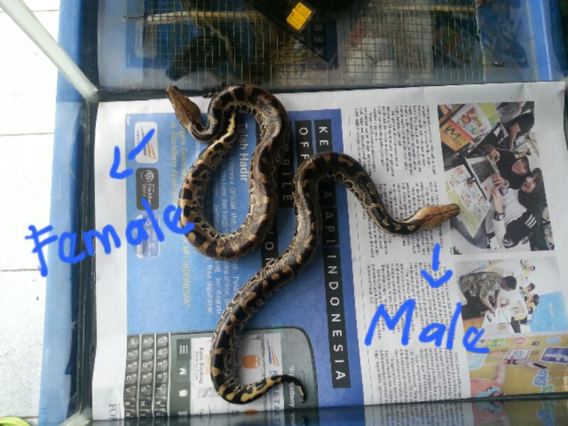 SEPASANG BEBY DIPONG BLACK SUMATRA