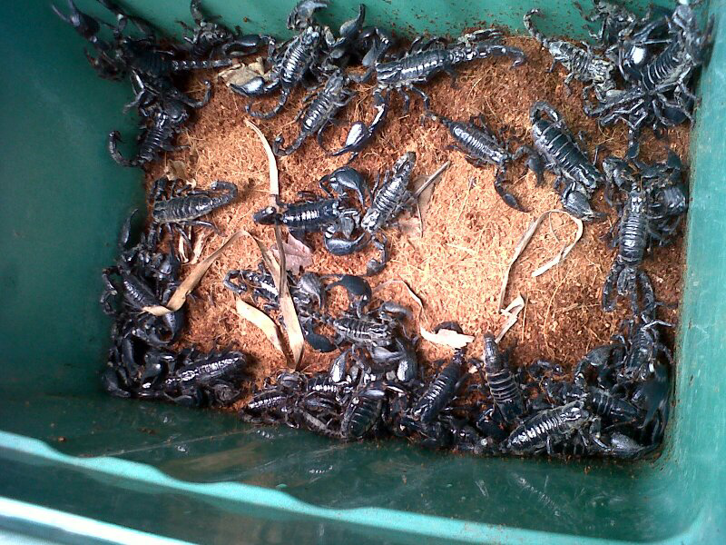 KALAJENGKING atau scorpion asian forest (Sayang anak)