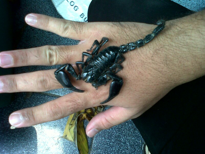 KALAJENGKING atau scorpion asian forest (Sayang anak)