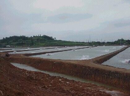 KKP Bangun 675 Hektar Klaster Udang