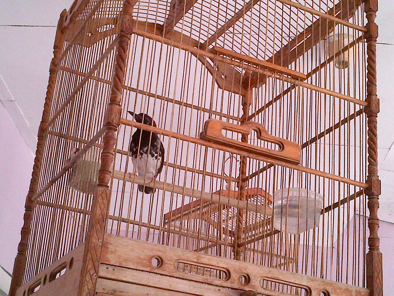 Anis Kembang Ngeplong Ngerol