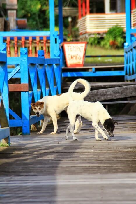 Pesona Danau Bika ( Danau Buak ) di Kapuas Hulu