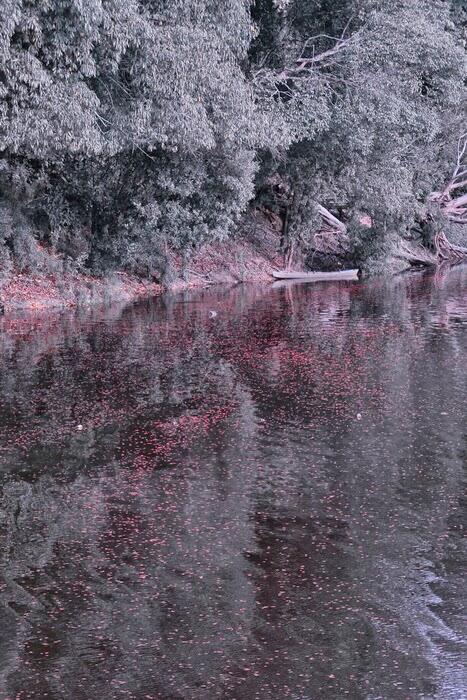 Pesona Danau Bika ( Danau Buak ) di Kapuas Hulu