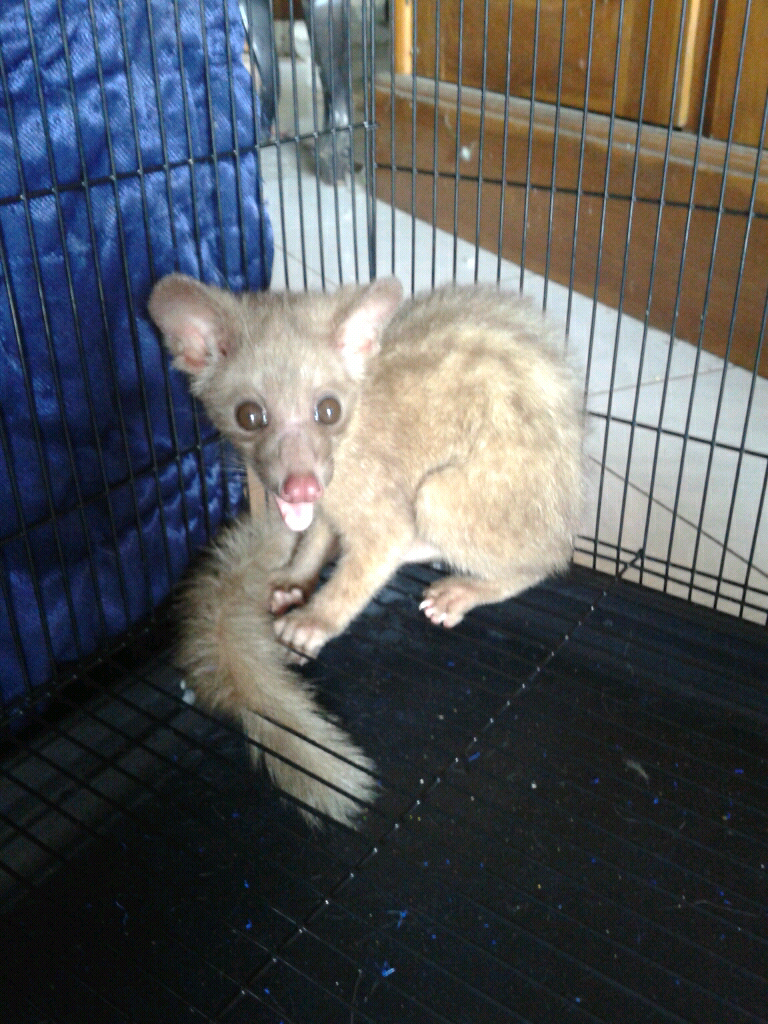 jantan musang bali cepat