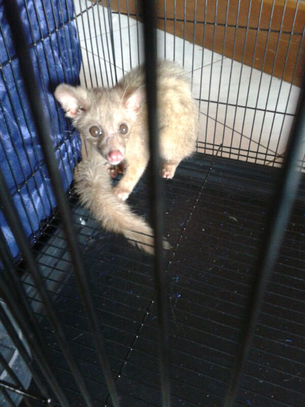 jantan musang bali cepat