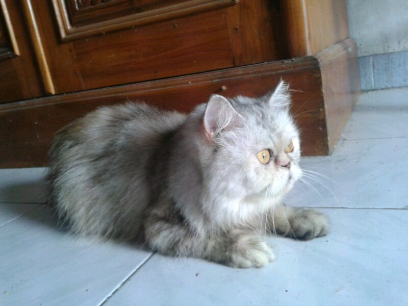kucing betina persia flatnose / peaknose