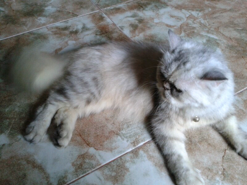 kucing betina persia flatnose / peaknose