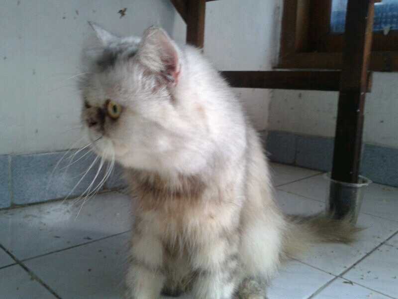 kucing betina persia flatnose / peaknose