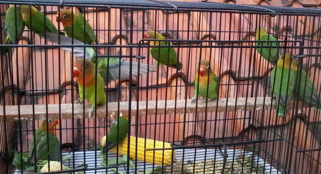 Jual Lovebird aneka jenis