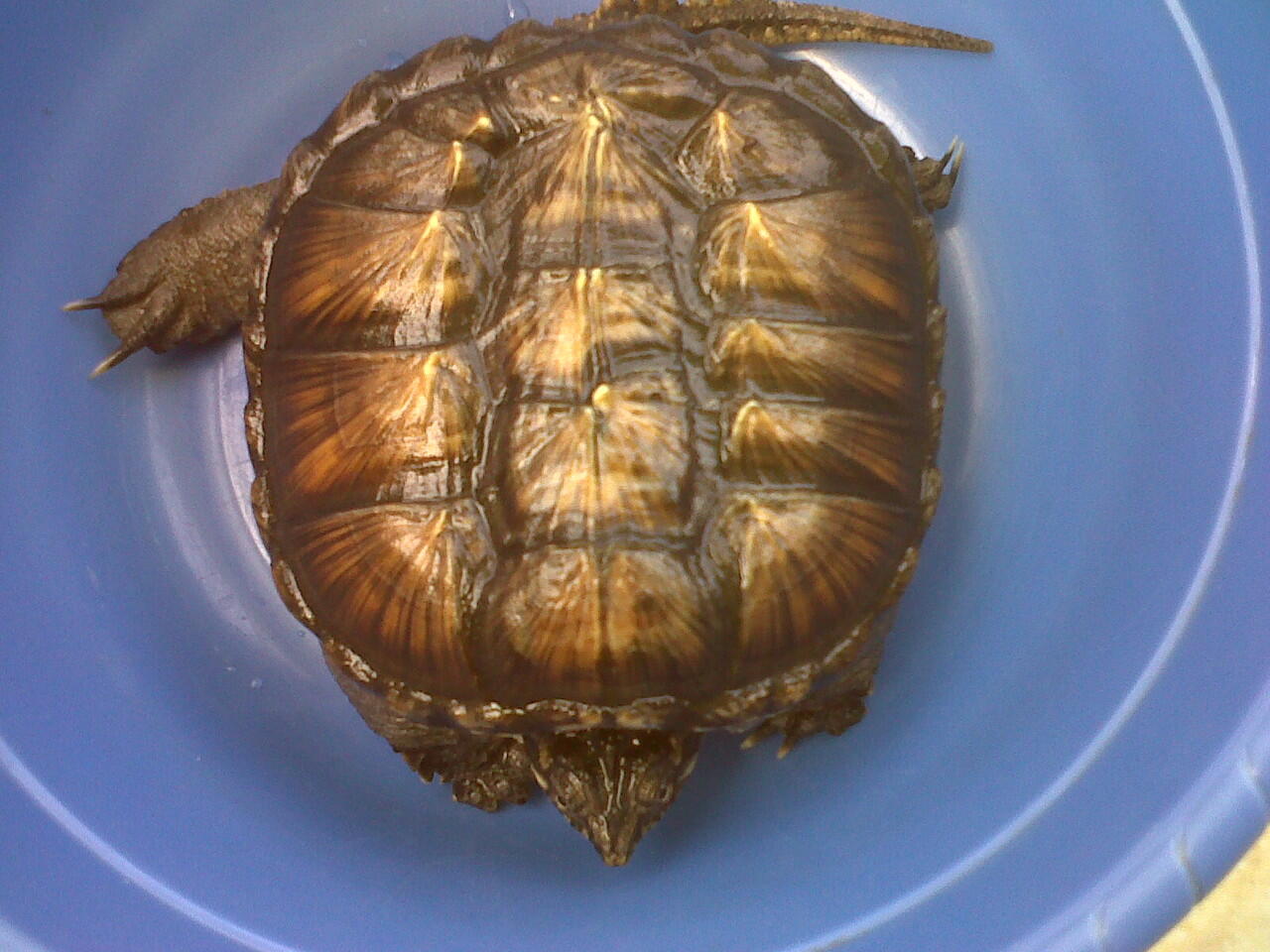 JUAL comon snapping turtle/ CST supperr Monster supper Galak !!