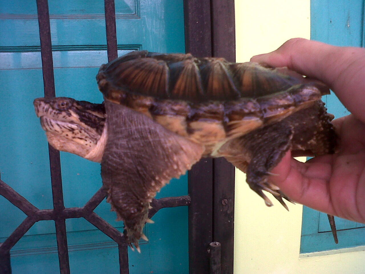 JUAL comon snapping turtle/ CST supperr Monster supper Galak !!