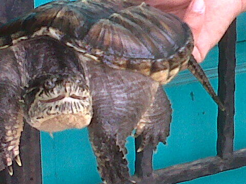 JUAL comon snapping turtle/ CST supperr Monster supper Galak !!