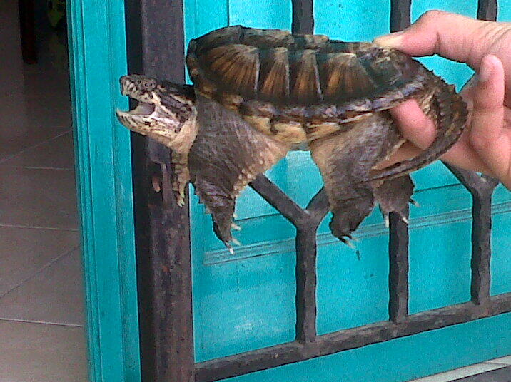 JUAL comon snapping turtle/ CST supperr Monster supper Galak !!