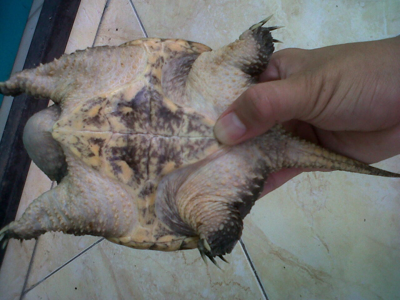 JUAL comon snapping turtle/ CST supperr Monster supper Galak !!