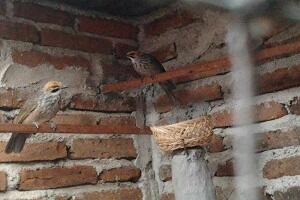 Burung Cucak Rowo Ropel Medan (082328824555)