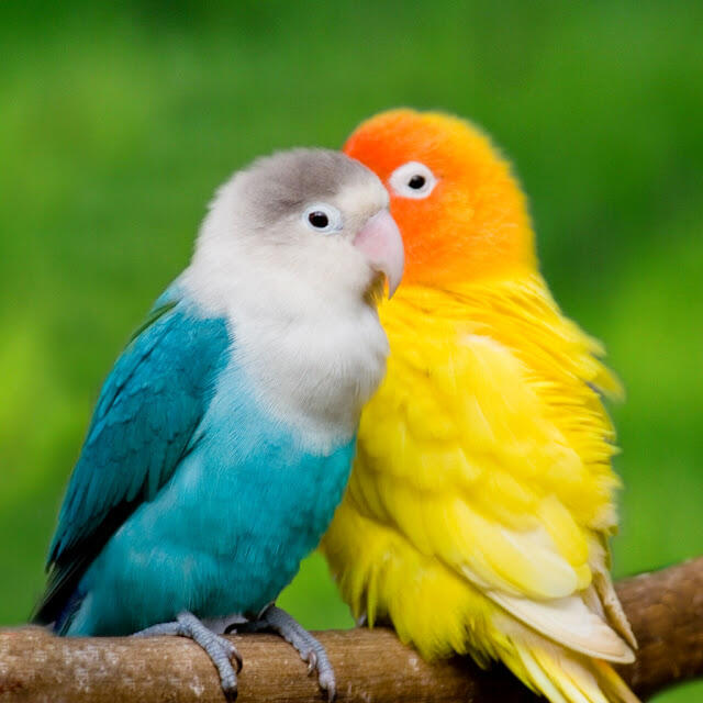jual "LOVEBIRD" aneka warna dan jenis