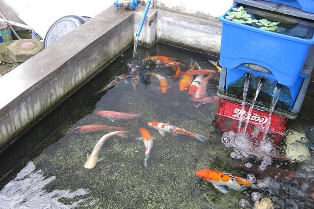 Terjual [WTS] Ikan Koi (kuras kolam mo renovasi) Tangerang 