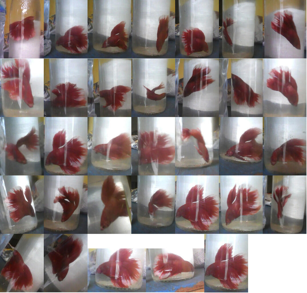 Jual 1 Ekor Cupang Halfmoon Butterfly Merah Size L