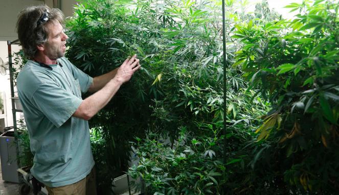 BotanaCare, Toko Ganja Resmi di Colorado