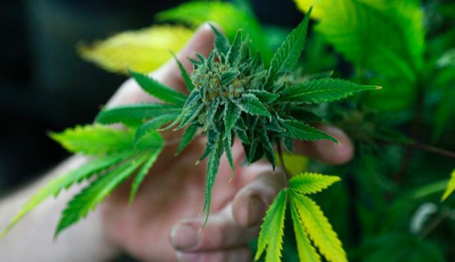 BotanaCare, Toko Ganja Resmi di Colorado
