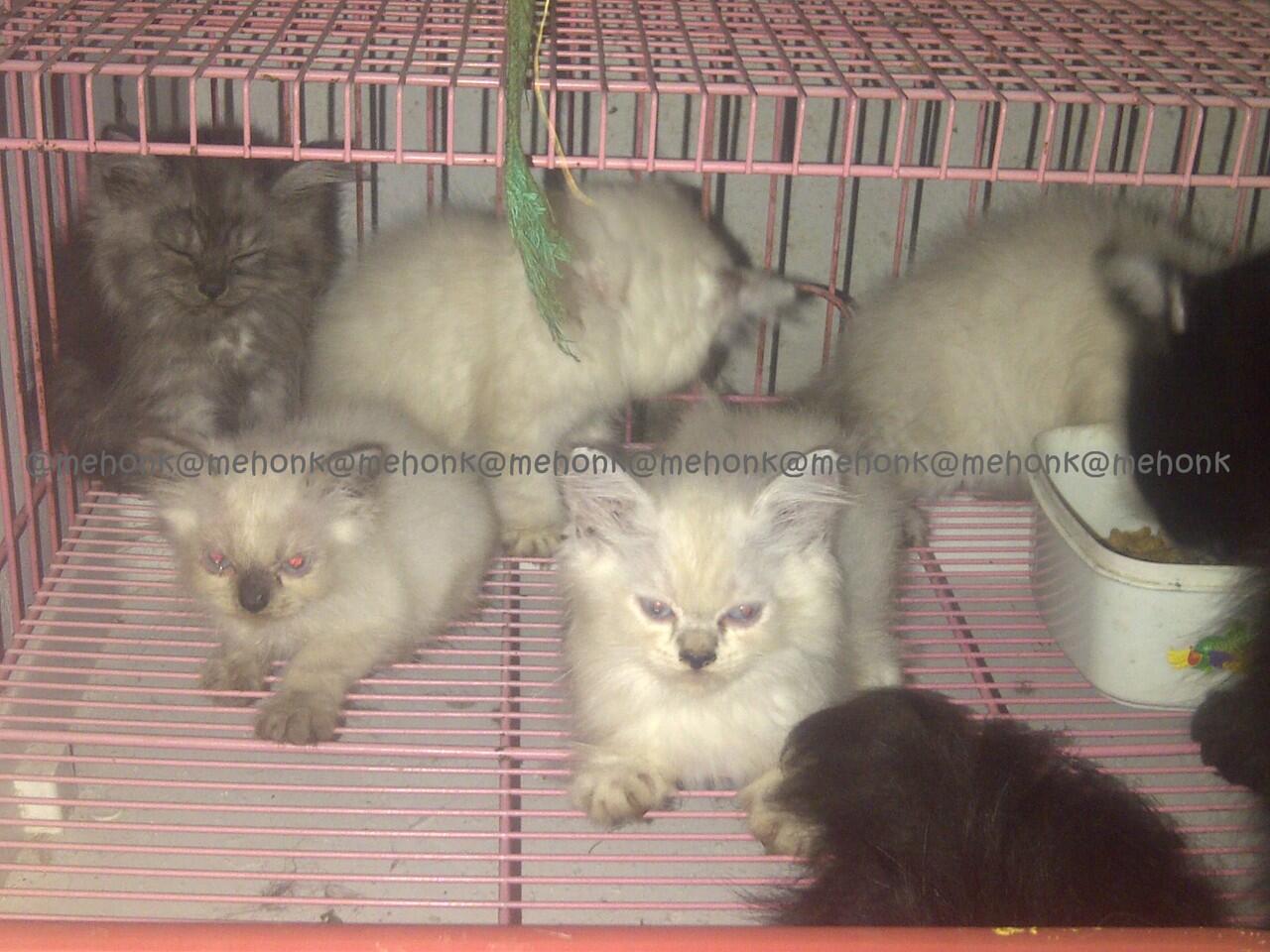 Available for adopt persia kitten and adult