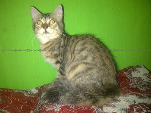 Available for adopt persia kitten and adult