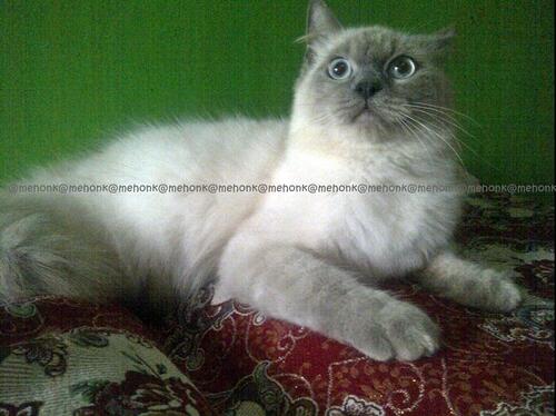 Available for adopt persia kitten and adult