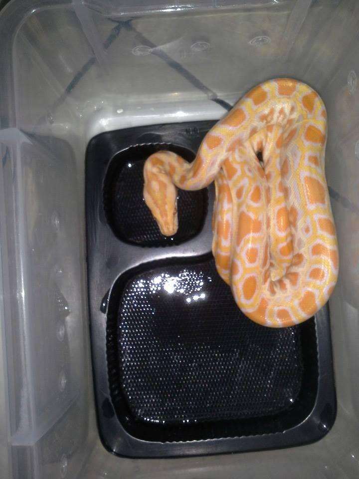 JUAL MOLURUS ALBINO ( AKA MOLAB BABY) MURAH
