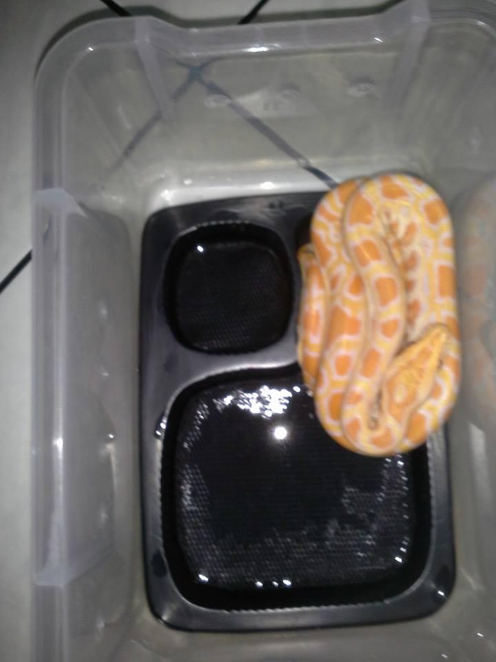 JUAL MOLURUS ALBINO ( AKA MOLAB BABY) MURAH