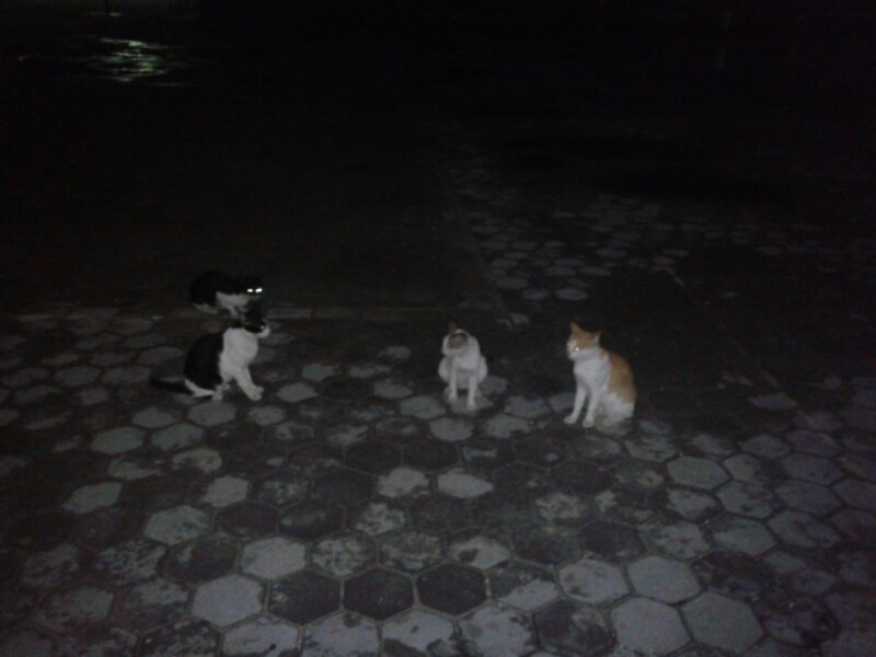 Duel Gara2 cewe' Gan