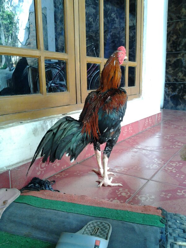 dijual ayam bangkok murah bagus sehat siap rawatan