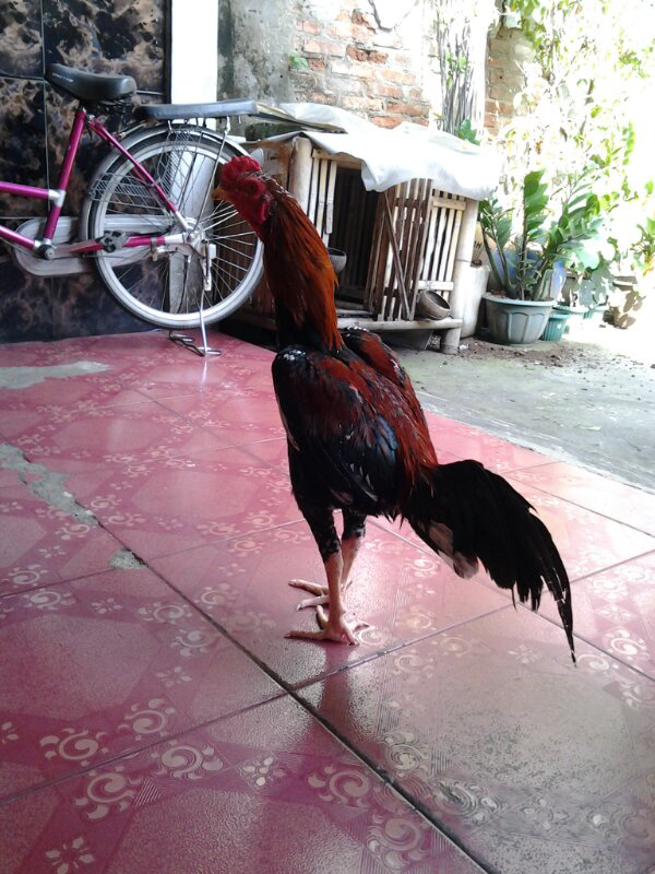 dijual ayam bangkok murah bagus sehat siap rawatan