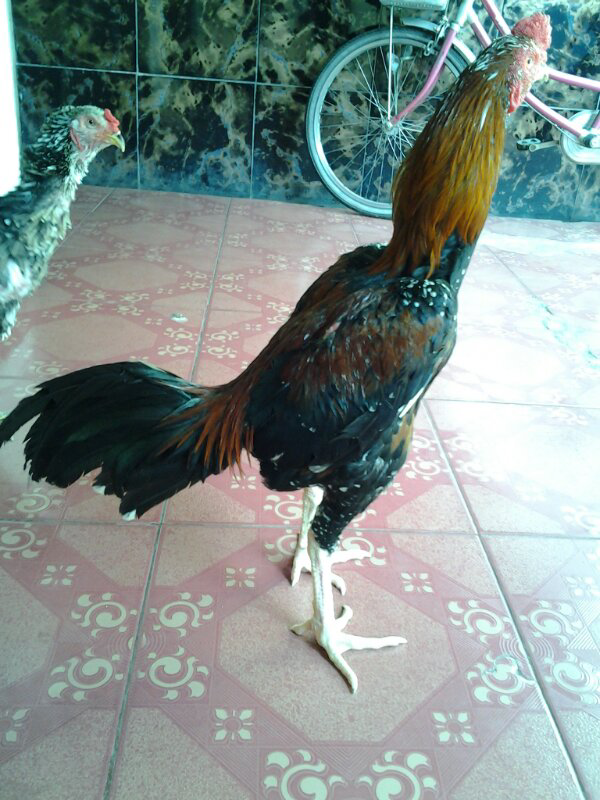 dijual ayam bangkok murah bagus sehat siap rawatan