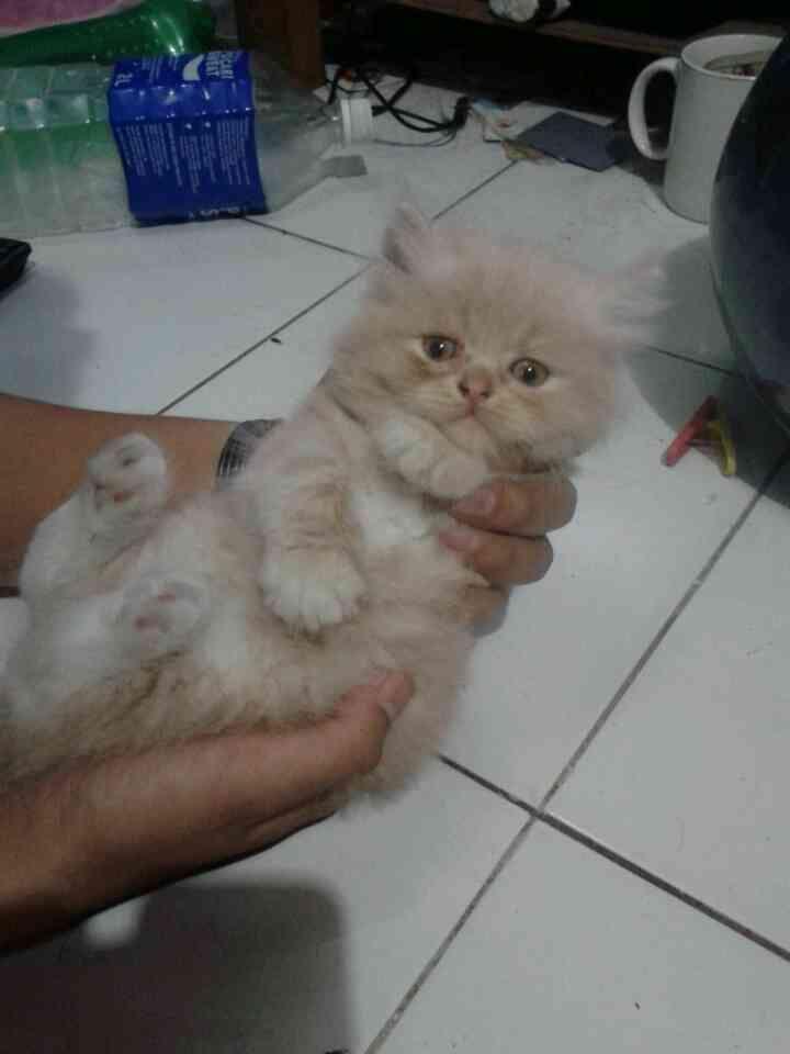 kitten persia flat surabaya