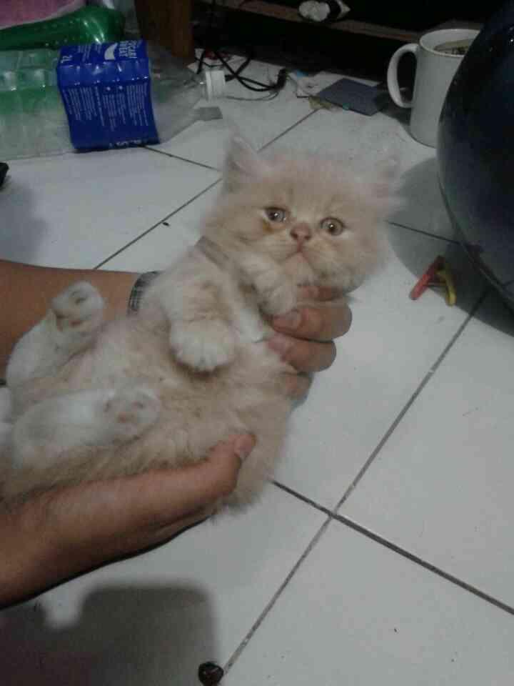 kitten persia flat surabaya