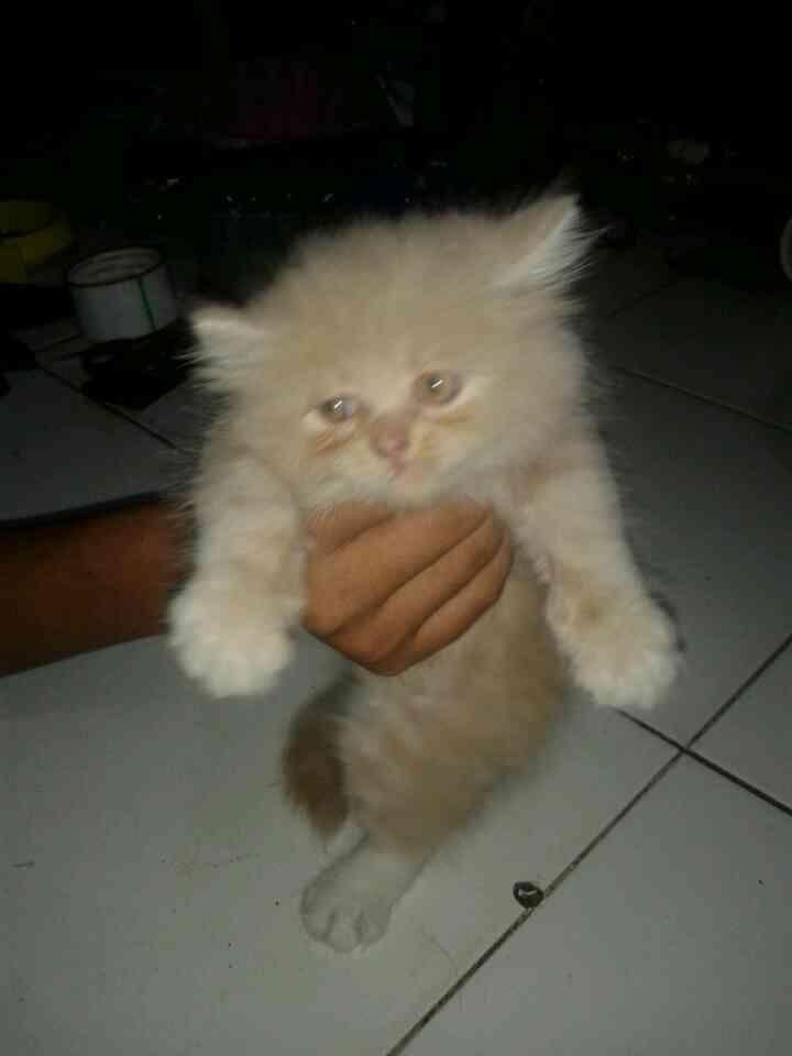 kitten persia flat surabaya