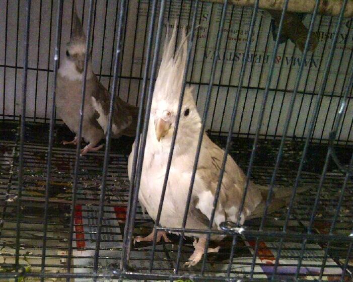 White faced cockatiel siap produksi